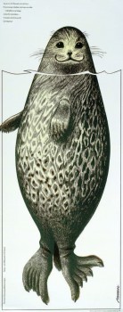 Saimaannorppa